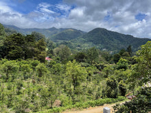 Load image into Gallery viewer, PANAMA ALTIERI ALESSA RFF-5 GREEN TIP GEISHA NATURAL
