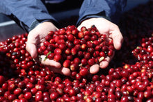 Load image into Gallery viewer, PANAMA ALTIERI ALESSA RFF-5 GREEN TIP GEISHA NATURAL
