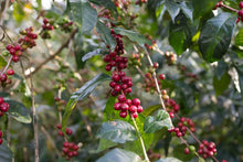 Load image into Gallery viewer, ETHIOPIA &quot;HUKE PREMIUM&quot; NATURAL SHADE DRIED
