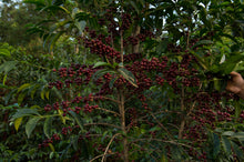 Load image into Gallery viewer, ETHIOPIA &quot;HUKE PREMIUM&quot; NATURAL SHADE DRIED
