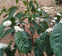 Load image into Gallery viewer, PANAMA FINCA CANDELA SL28 WASHED
