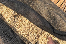 Load image into Gallery viewer, ETHIOPIA ELTO 8 DAYS RIVER FLOW FERMENTATION
