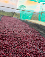 Load image into Gallery viewer, ETHIOPIA ALO MARS PROJECT CLASSIC WASHED DRIED UNDER SHADE

