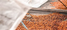 Load image into Gallery viewer, PANAMA AUROMAR GEISHA FIRESTONE WASHED
