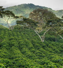 Load image into Gallery viewer, PANAMA FINCA LERIDA GEISHA NATURAL
