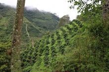 Load image into Gallery viewer, COLOMBIA LOS NOGALES PINK BOURBON WASHED
