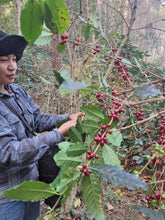 Load image into Gallery viewer, MAE HONG SON SPECIAL NATURAL LOT
