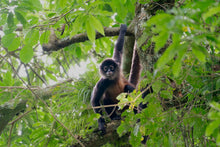 Load image into Gallery viewer, PANAMA FLYING PUMAS "HUMMINGBIRD" GEISHA GREEN TIP WASHED
