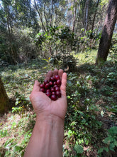 Load image into Gallery viewer, MAE HONG SON TYPICA  HONEY COLD FERMENTATION
