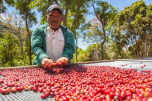 Load image into Gallery viewer, 2025 Finca Deborah Green Tip Geisha VIVID Natural Hybrid CM Wash Finish
