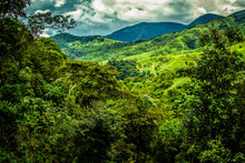 Load image into Gallery viewer, 2025 Finca Deborah Green Tip Geisha VIVID Natural Hybrid CM Wash Finish
