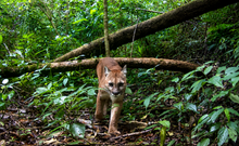 Load image into Gallery viewer, PANAMA FLYING PUMAS "HUMMINGBIRD" GEISHA GREEN TIP WASHED
